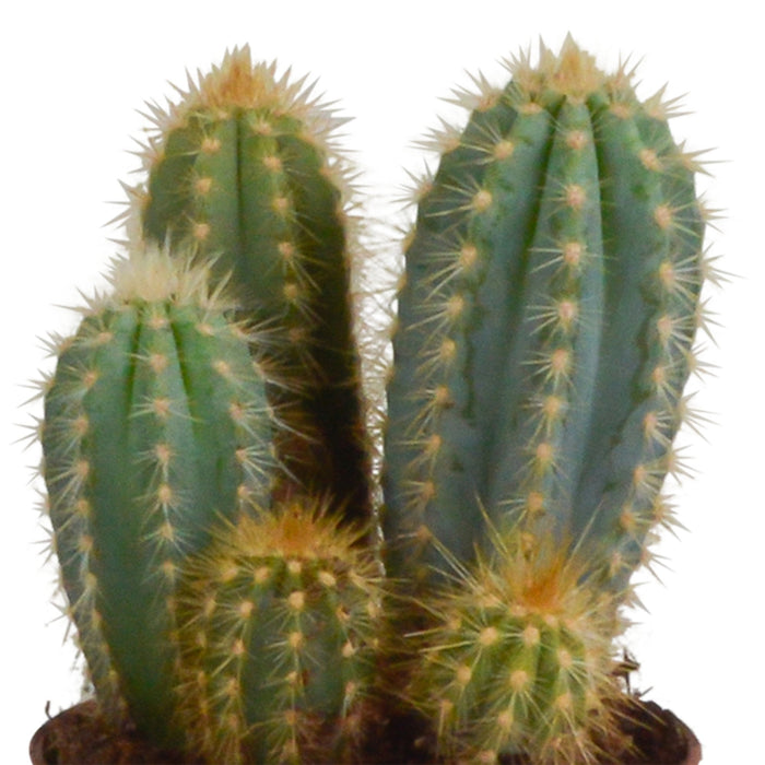 Trio Af Kaktusser Og Deres Plantepotter H23Cm