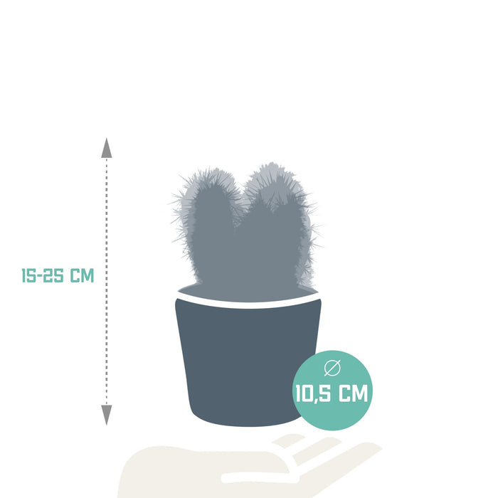 Trio Af Kaktusser Og Deres Plantepotter H23Cm