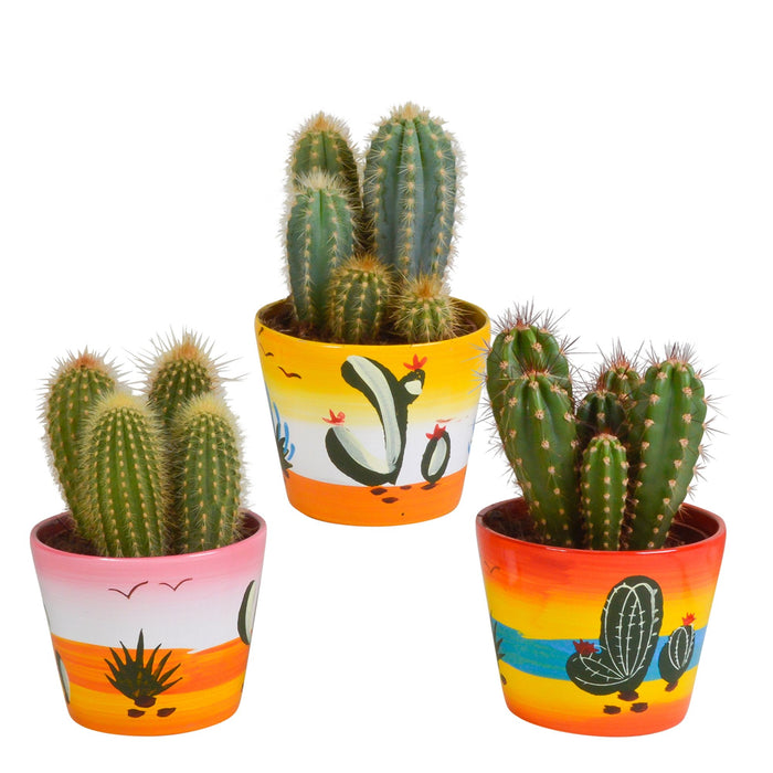 Trio Af Kaktusser Og Deres Plantepotter H23Cm