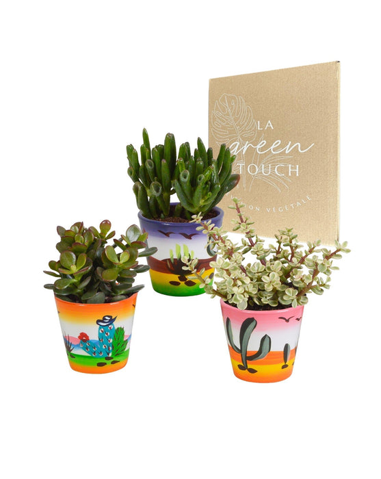 Trio Af Crassula Og Deres Plantepotter H18Cm