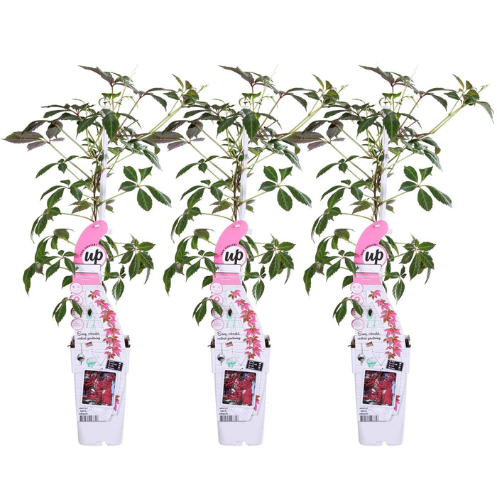 Trio Passiflora 'Constance Elloot'