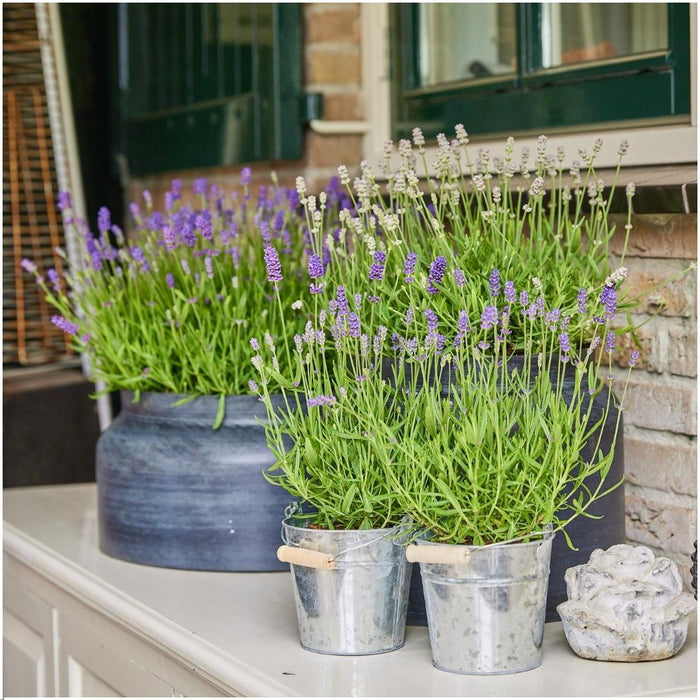 Lavendel Trio Angustifolia Felice® Og Deres Gryde