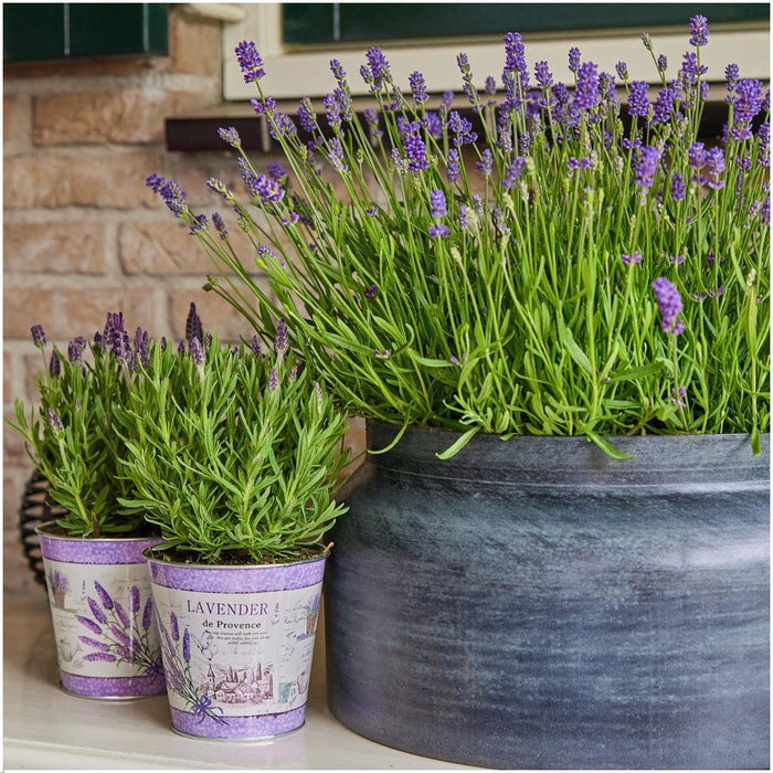 Lavendel Trio Angustifolia Felice® Og Deres Gryde
