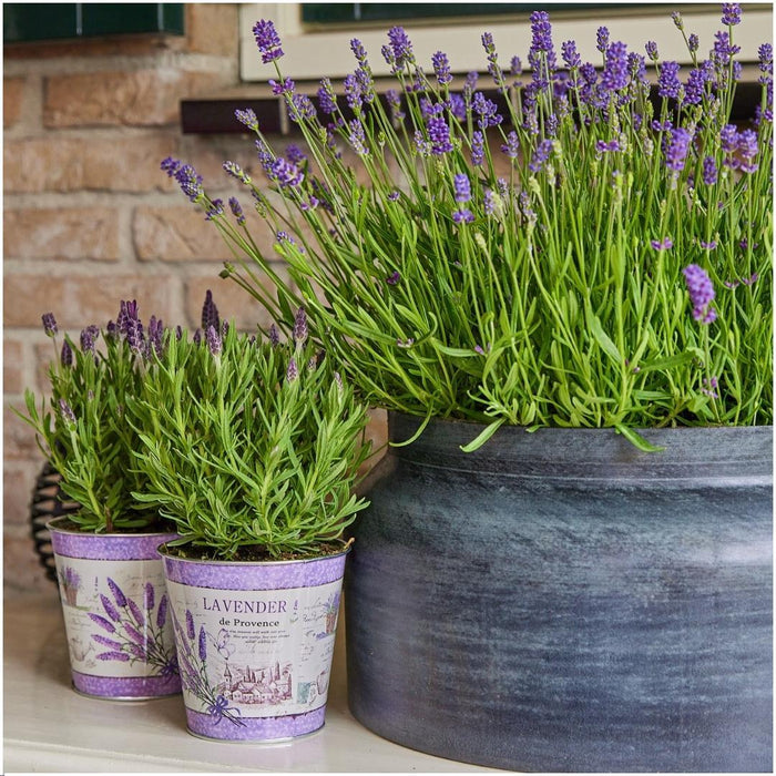 Anouk Lavender Trio Og Deres Pot