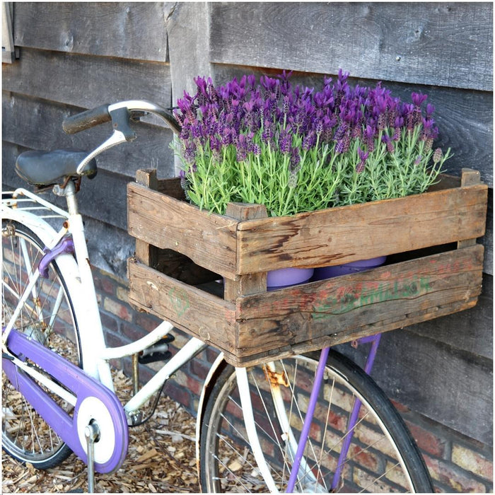 Anouk Lavender Trio Og Deres Pot
