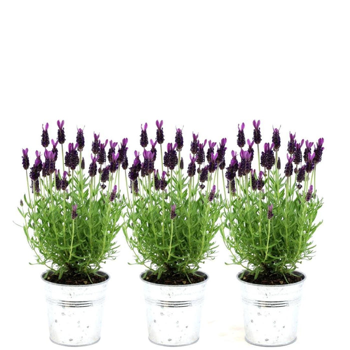 Anouk Lavender Trio Og Deres Pot