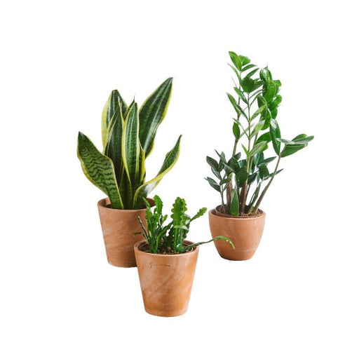 Plant Trio - Nem Pleje | Nem Vedligeholdelse