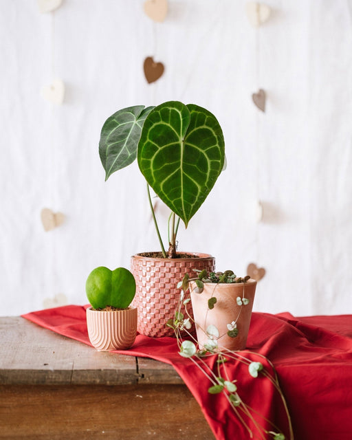 Plant Lovers Trio - Hoya, Anthurium, Ceropegia