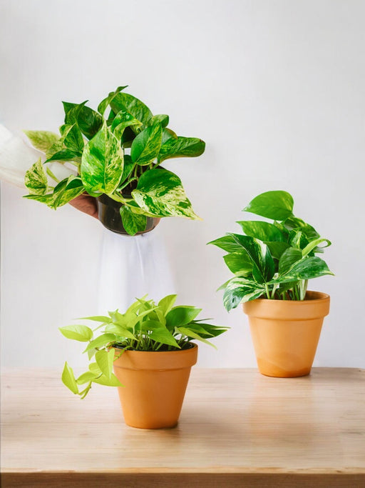 Trio Af Hængende Planter - Pothos Lovers