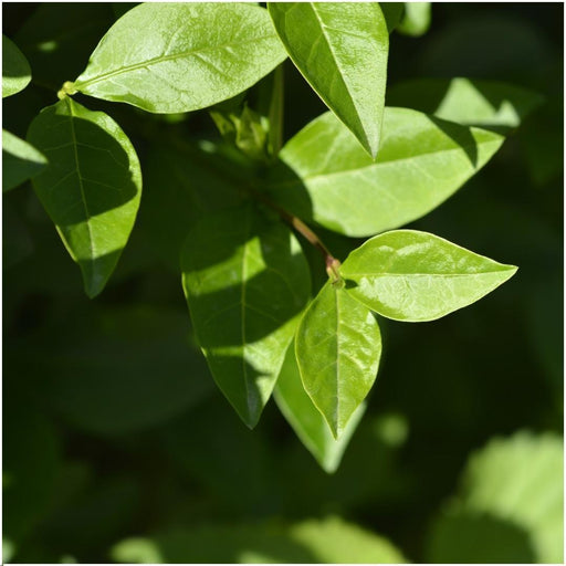 Grøn Liguster - 6 Robuste Hække - Semi-Stedsegrøn Hæk