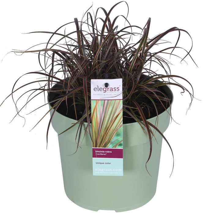 Uncinia Rubra 'Everflame'