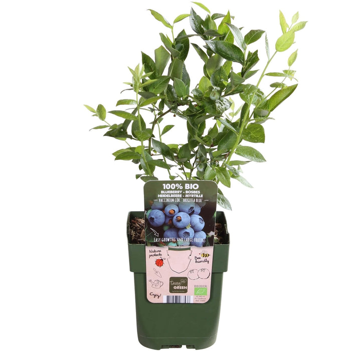 Vaccinium Corymbosum 'Brigitta Blue'