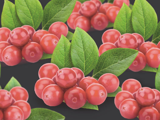 Vaccinium Corymbosum Pink Berry +3,0 Etiket - Ø17Cm - ↕75Cm