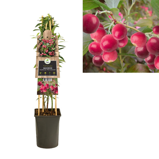 Vaccinium Corymbosum 'Pink Lemonade' +3,0 Label - Ø17Cm - ↕75Cm