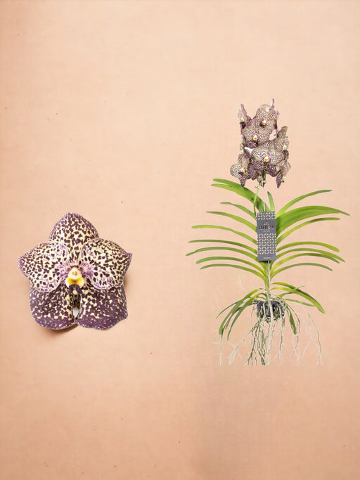Vanda Ocelot Mokka