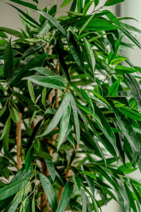 Veronica Longifolia Royale - Kunstigt Træ