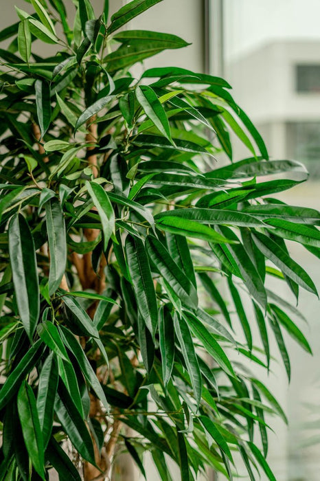 Veronica Longifolia Royale - Kunstigt Træ