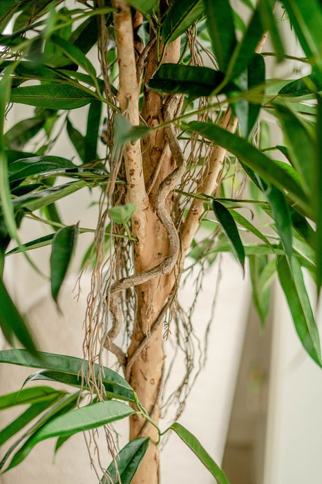 Veronica Longifolia Royale - Kunstigt Træ