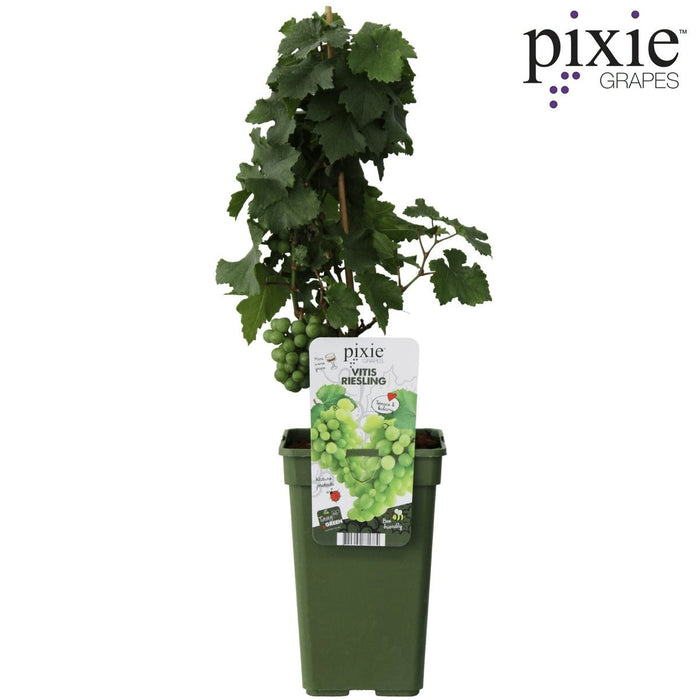 Grape Vine 'Riesling' - ↨65Cm - Ø19 - Frugtbusk