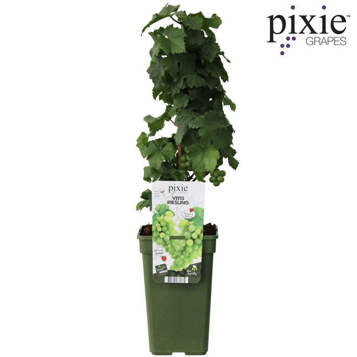 Grape Vine 'Riesling' - ↨65Cm - Ø19 - Frugtbusk
