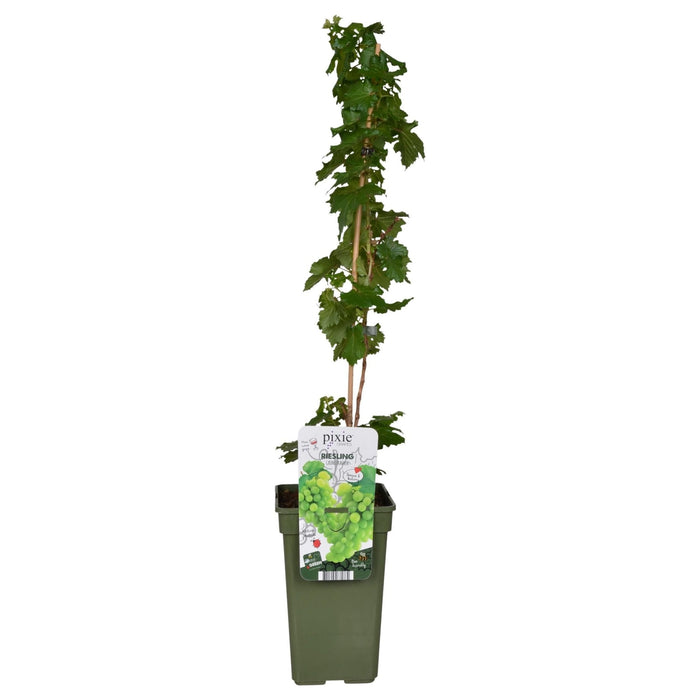 Grape Vine 'Riesling' - ↨65Cm - Ø19 - Frugtbusk