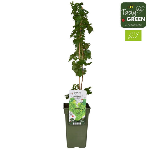 Grape Vine 'Riesling' - ↨65Cm - Ø19 - Frugtbusk