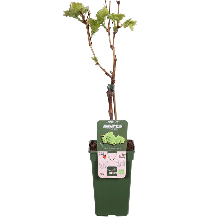 Grape Vine 'Lakemount' Uden Frø - ↨50Cm - Ø19 - Frugtbusk