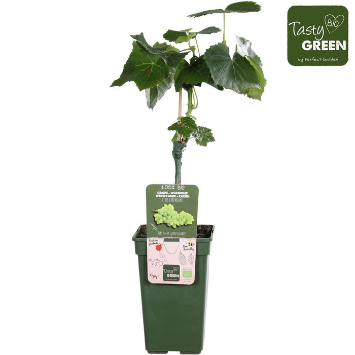 Grape Vine 'Lakemount' Uden Frø - ↨50Cm - Ø19 - Frugtbusk