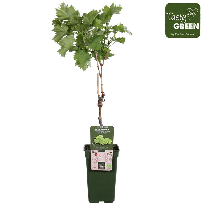 Grape Vine 'Lakemount' Uden Frø - ↨50Cm - Ø19 - Frugtbusk