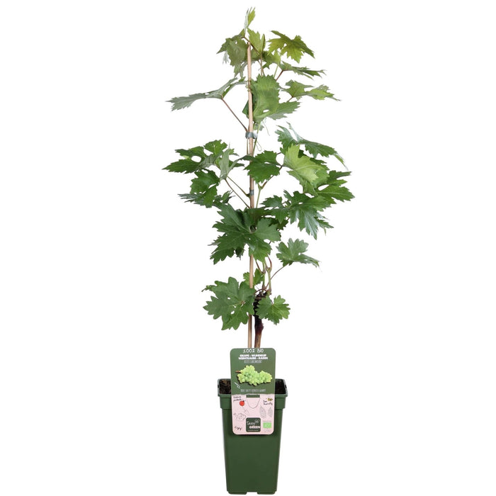 Grape Vine 'Lakemount' Uden Frø - ↨50Cm - Ø19 - Frugtbusk