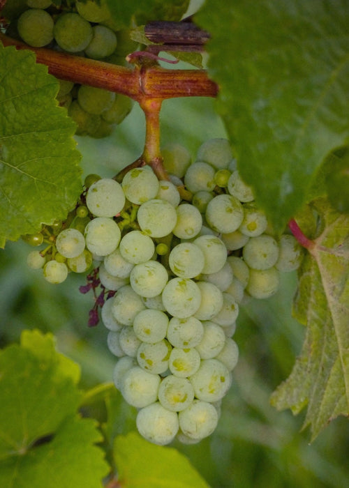 Grape Vine 'Lakemount' Uden Frø - ↨50Cm - Ø19 - Frugtbusk