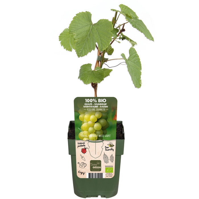 White Grape Vine 'Johannes' - Frugtbusk