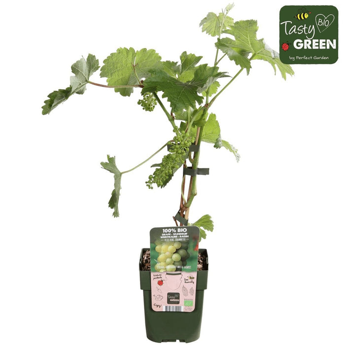 White Grape Vine 'Johannes' - Frugtbusk