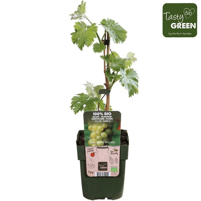 White Grape Vine 'Johannes' - Frugtbusk