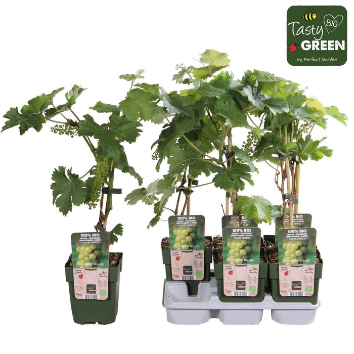 White Grape Vine 'Johannes' - Frugtbusk