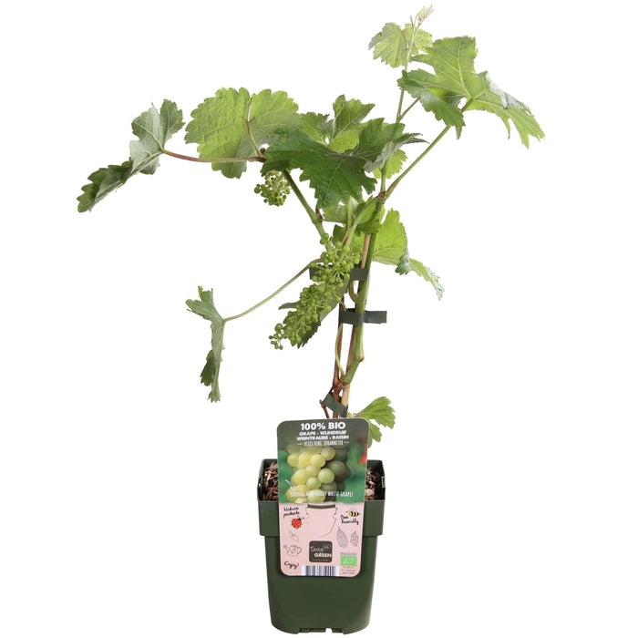 White Grape Vine 'Johannes' - Frugtbusk