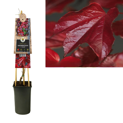 Virginia Creeper Parthenocissus D17Cm H75Cm