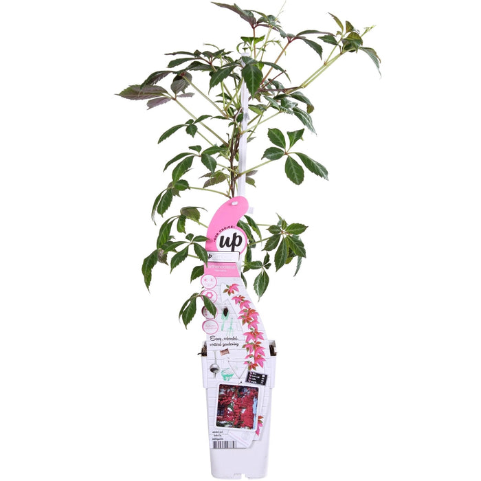 Virginia Creeper - Parthenossus Henryana - ↨65Cm - Ø15 - Klatre Udendørs Plante