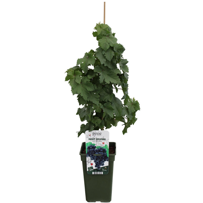 Vinstok 'Pinot Noir' - ↨65Cm - Ø19 - Frugtbusk