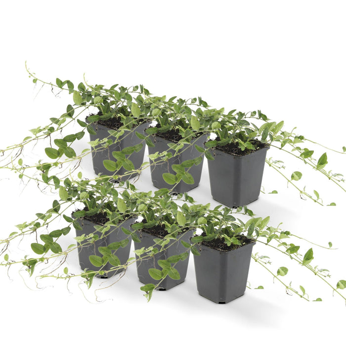 Vinca Minor 'Alba' - Sæt Med 6 Stk