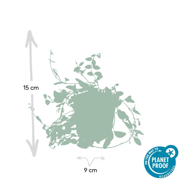 Vinca Minor 'Atropurpurea' - 20X H25Cm D9Cm