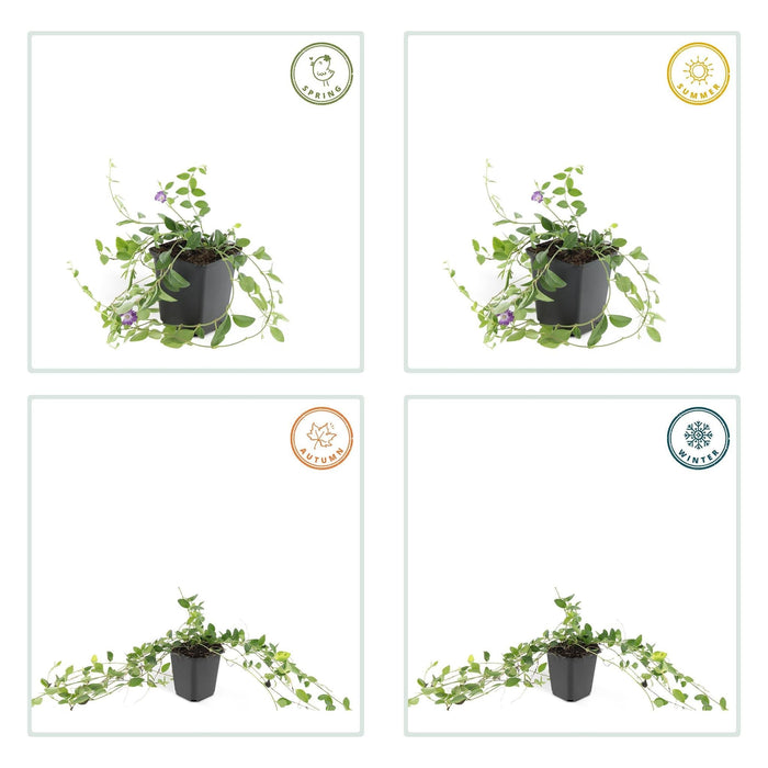 Vinca Minor 'Atropurpurea' - 20X H25Cm D9Cm