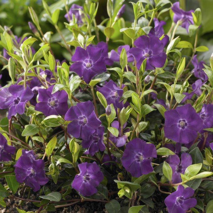 Vinca Minor 'Atropurpurea' - 20X H25Cm D9Cm