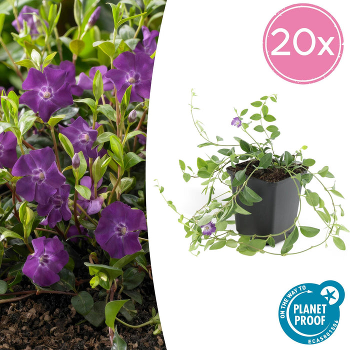 Vinca Minor 'Atropurpurea' - 20X H25Cm D9Cm