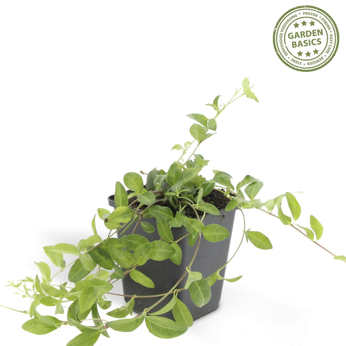 Vinca Minor 'Atropurpurea' - Sæt Med 6 Stk