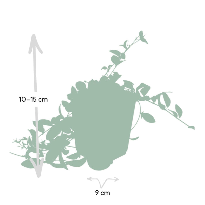 Vinca Minor 'Atropurpurea' - Sæt Med 6 Stk