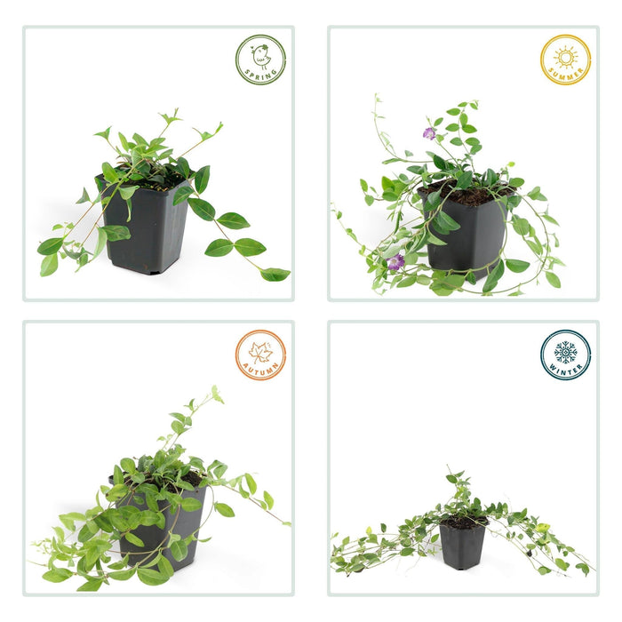 Vinca Minor 'Atropurpurea' - Sæt Med 6 Stk