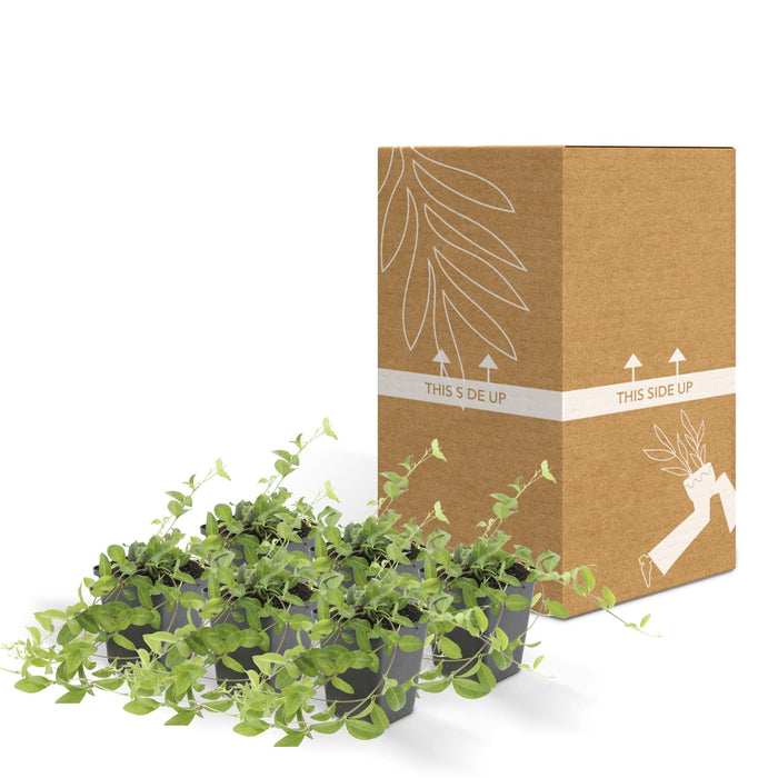 Vinca Minor 'Atropurpurea' - Sæt Med 6 Stk