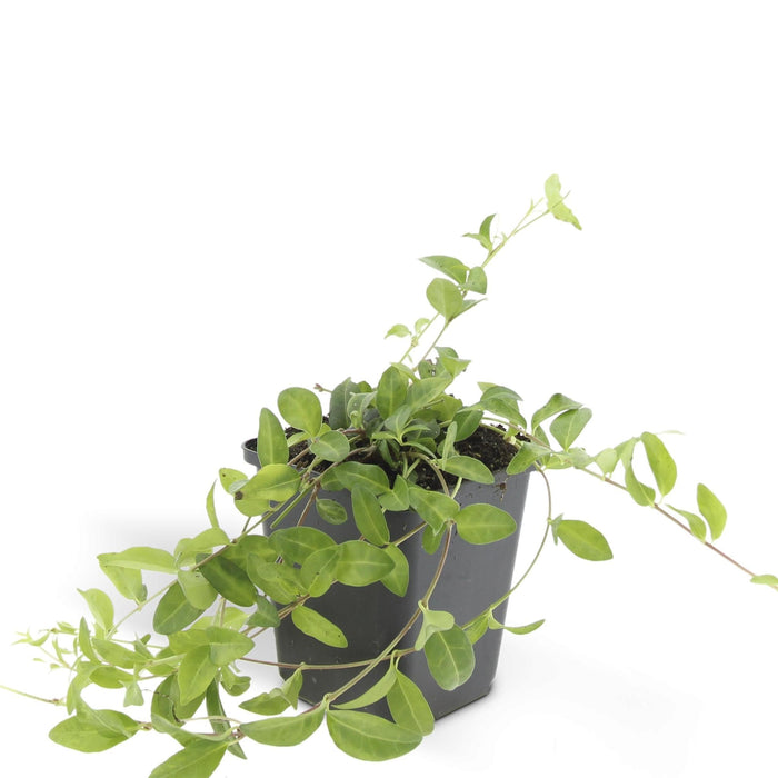 Vinca Minor 'Atropurpurea' - Sæt Med 6 Stk