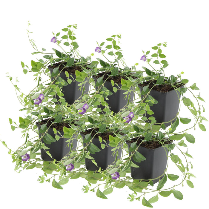 Vinca Minor 'Atropurpurea' - Sæt Med 6 Stk